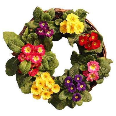 报春花盆栽欧报阳台花园冬季开花