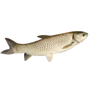 草鱼鱼苗淡水养殖食用半斤特大草鱼苗批发食蚊鱼小草鱼耐活草鱼苗