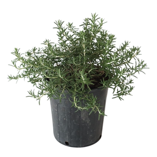 克拉香草黑加仑盆薄荷百里香迷迭香绵杉菊虾夷葱苗阳台露台大苗好