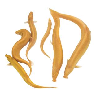 黄金泥鳅观赏鱼工具鱼垃圾鱼金龙冷水淡水耐活好养观赏发财风水鱼