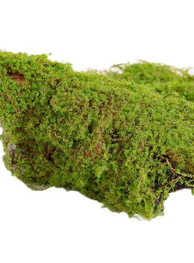 小编力推绿色环保人造苔藓植物