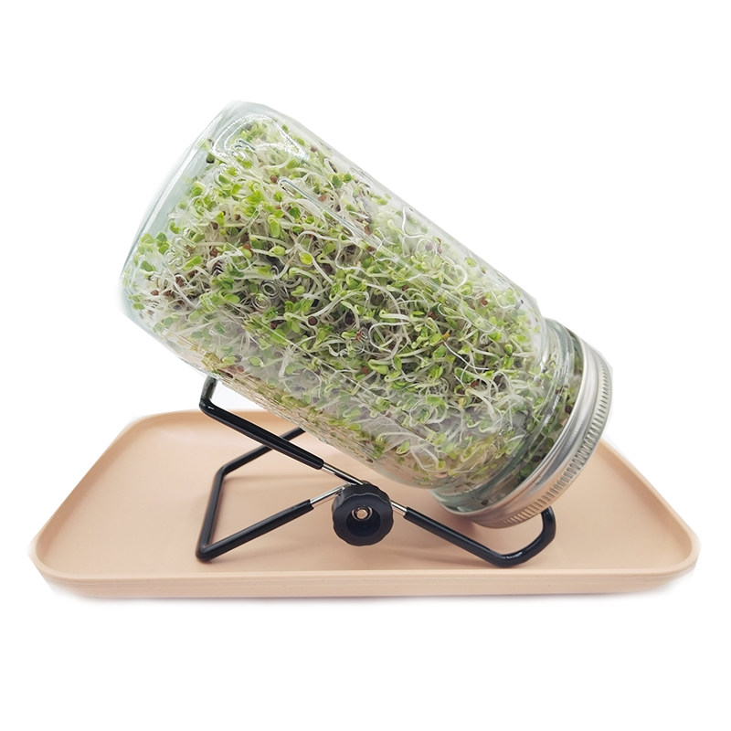 西兰花芽苗籽水培梅森瓶发芽率高
