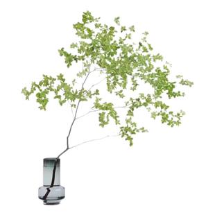 日本进口芽孢吊钟鲜切枝水培植物绿植马醉木水养枝条室内家居装饰