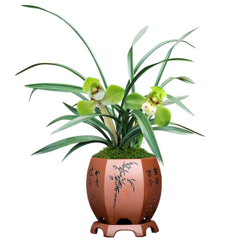 浓香春兰大团圆带花苞荷老种大富贵细叶矮兰花草国兰名贵花卉植物