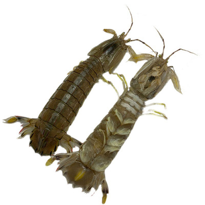 鲜活皮皮虾个个肥美码头直发