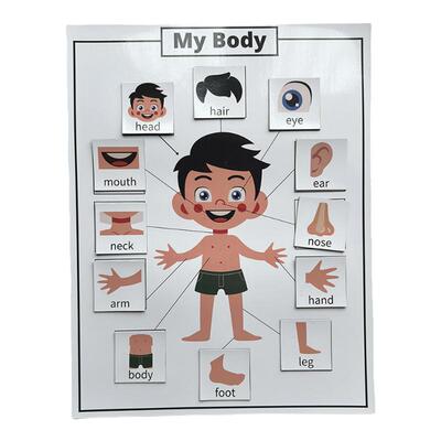 儿童身体部位单词教具