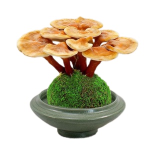 灵芝盆栽苔藓球水培植物好养招财绿植办公室内客厅茶桌面盆景摆件