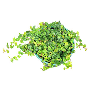 小叶掌叶霹雳水陆雨林缸假山耐阴藤蔓攀爬植物青金心花叶薜荔盆栽