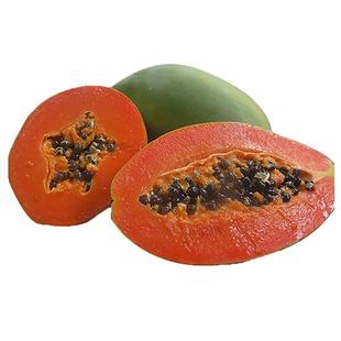 树上熟京东包邮雷州冰糖红心牛奶木瓜青番新鲜现摘甜水果胜云南海