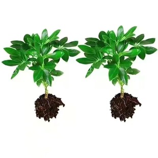 婉芳鸭脚木盆栽室内客厅办公室桌面绿植八方来财好养活花卉植物