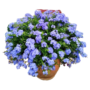 蓝雪花盆栽大苗棒棒糖老桩小木槿花卉爬藤植物室内花四季庭院阳台