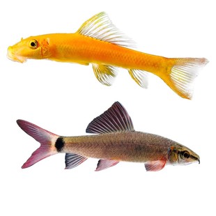 清道夫鱼金苔鼠鱼缸清洁鱼除藻工具鱼热带观赏鱼除藻黄金螺活体