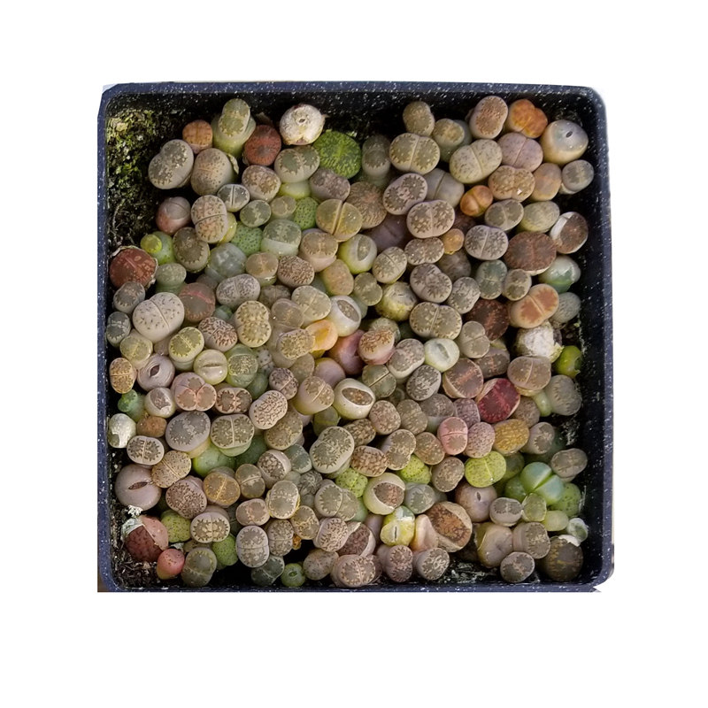 生石花7cm黑方满整盆一物一拍 阳台趣味植物 粉丝回馈清仓价