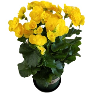 丽格海棠重瓣带花发货四季海棠玻璃翠花卉盆栽花玫瑰海棠室内花卉