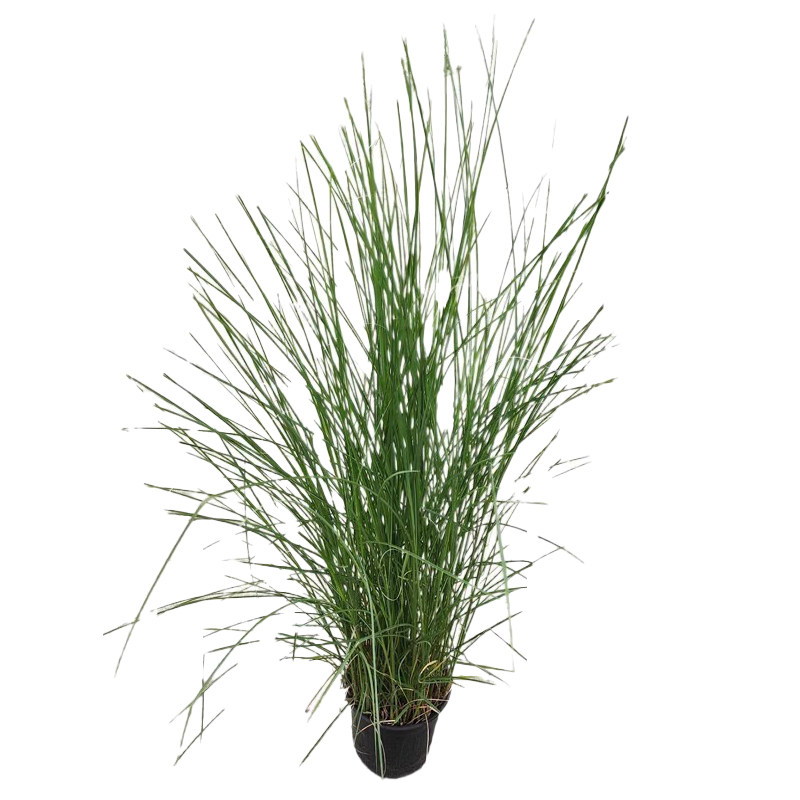 细叶芒草盆栽庭院花园植物耐寒耐热易养护绿化多年生四季常青绿植
