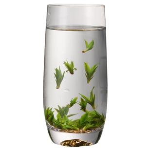 日式泡绿茶专用玻璃杯创意耐热男士夏季茶杯单层家用耐高温水杯子