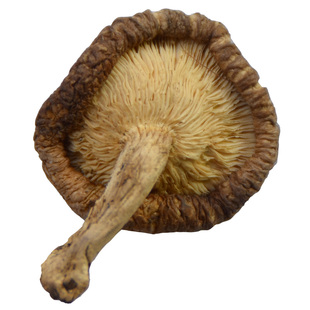 云南哀牢山农家自采的香菇[高山野生香菇] 自然晒干干货