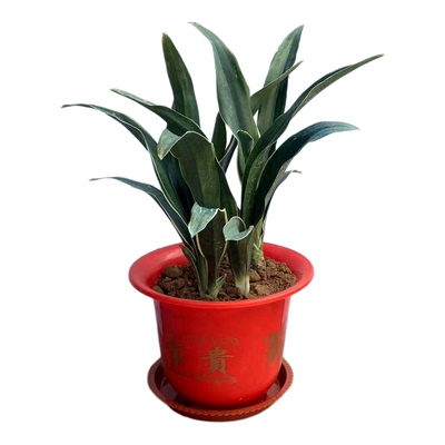 青叶绿植万年青四季常青耐阴耐寒