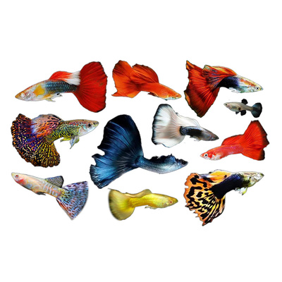 孔雀鱼热带小型观赏鱼好养耐活鱼