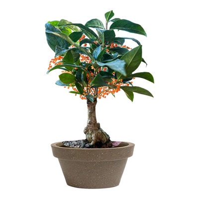 四季红桂花树苗盆栽花草嫁接