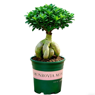 人参榕树盆景小叶老桩大型树苗室内阳台室外庭院花卉绿植造型植物