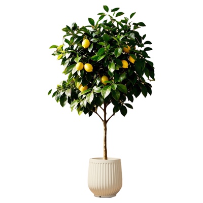 香水柠檬树客厅绿植盆栽带果老桩高级感室内大型植物落地大号好养