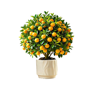 四季金桔盆栽带果可食用招财树苗室内客厅新年绿植四季好养植物