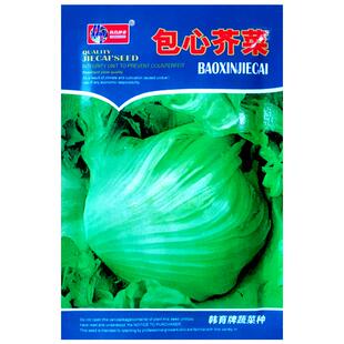 包心芥菜种籽大肉卷心芥菜种子水咸菜盖菜包四季播春秋季蔬菜种孑