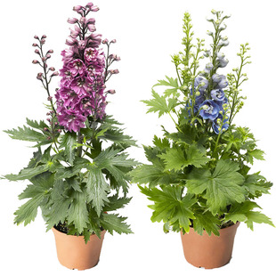 多年生大花飞燕草花苗种子籽苗小苗重瓣北极光庭院盆栽宿根花卉