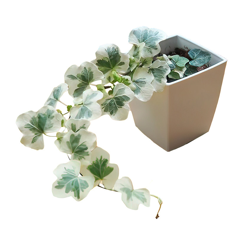 常春藤hedera yukihotaru雪莹小苗 日本引进庭院高颜值植物植迷者
