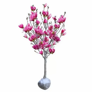 玉兰花树苗带花苞庭院室外四季好养红白黄紫玉兰花盆栽花卉耐寒树