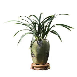 帝王妃兰花建兰年宵花卉盆景办公室内桌面四季常青绿植物好养盆栽