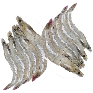 微山湖大虾超大对虾鲜活速冻新鲜特大基围虾冷冻白对虾淡水产青虾