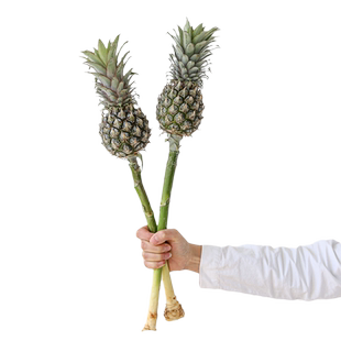 黑凤梨mini小菠萝花鲜切瓶插花生活鲜花情人节表白礼物花束花期长