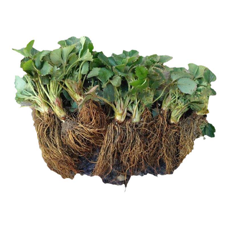 带花带果草莓苗奶油盆栽食用带土带盆牛奶果树草莓秧苗种籽子四季