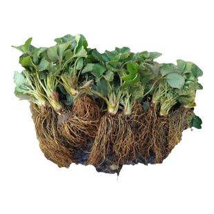 带花带果草莓苗奶油盆栽食用带土带盆牛奶果树草莓秧苗种籽子四季