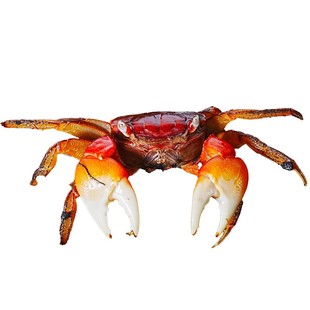 红鳌相手蟹宠物小螃蟹活体爬宠鱼缸观赏蟹深水蟹原生淡水蟹将军蟹