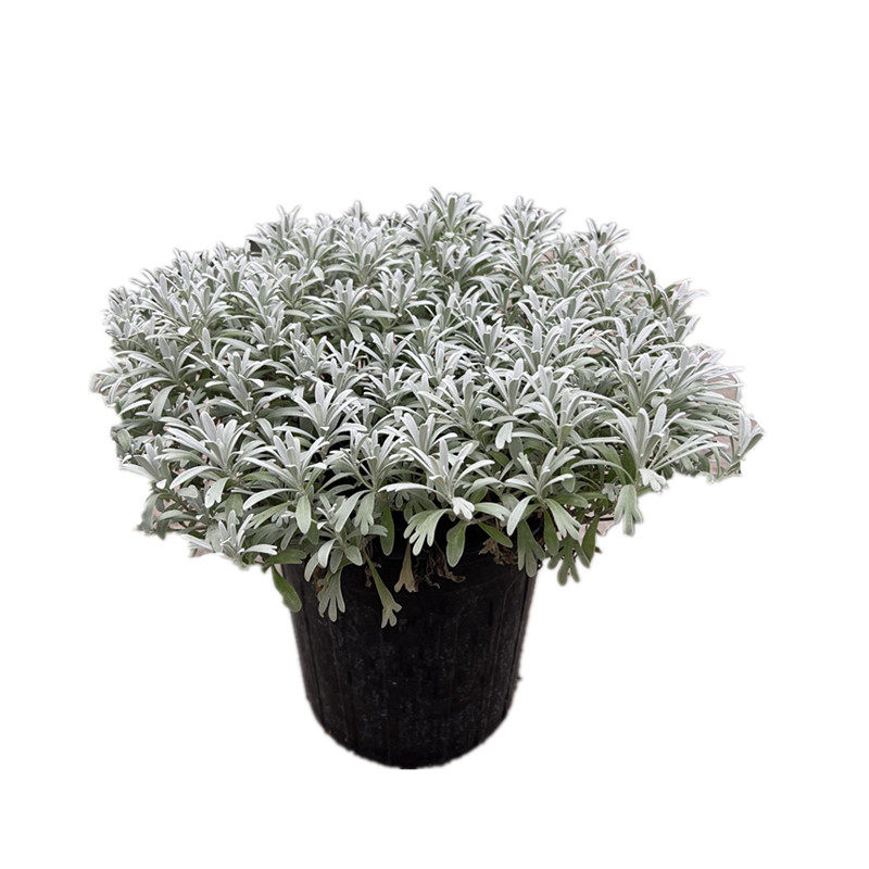 银色观叶耐寒耐热四季常青芙蓉菊
