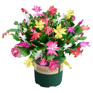 蟹爪兰盆栽带多色花苞多肉绿植物好养嫁接蟹爪莲室内四季花卉植物