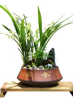 绿植盆景客厅办公室桌面素心兰
