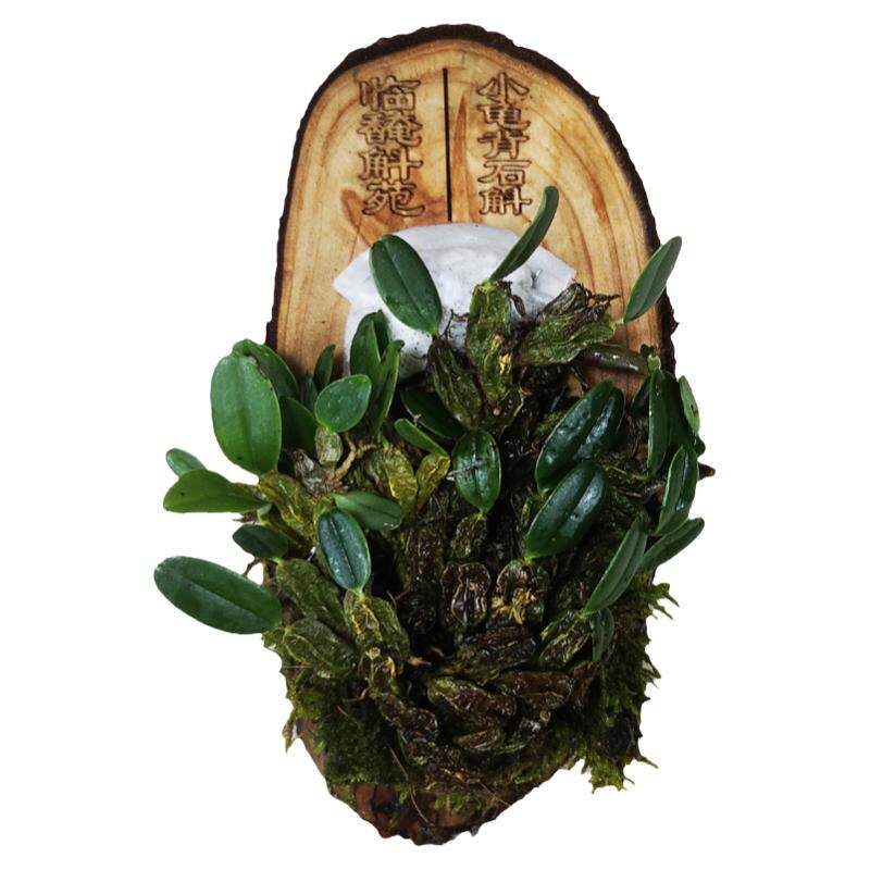 成苗大丛苗大苗石斛兰带板种植好