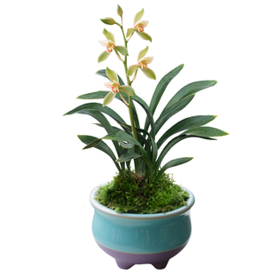 【禅叶达摩】兰花苗矮种金边建兰窗台浓香国兰名贵盆栽植物室内