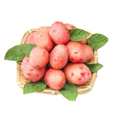 红皮土豆农家新鲜红皮黄心