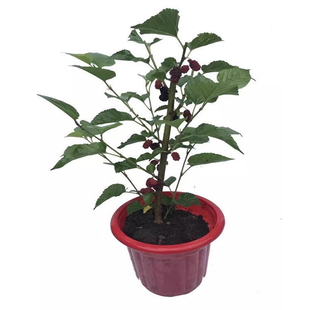 桑葚树苗盆栽白长果桑椹叶蓝莓树南北方四季树莓苗水果树果苗大全