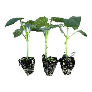 水果秋葵种子苗蔬菜种苗种籽孑秧适合秋季带土菜苗秧苗幼苗黄