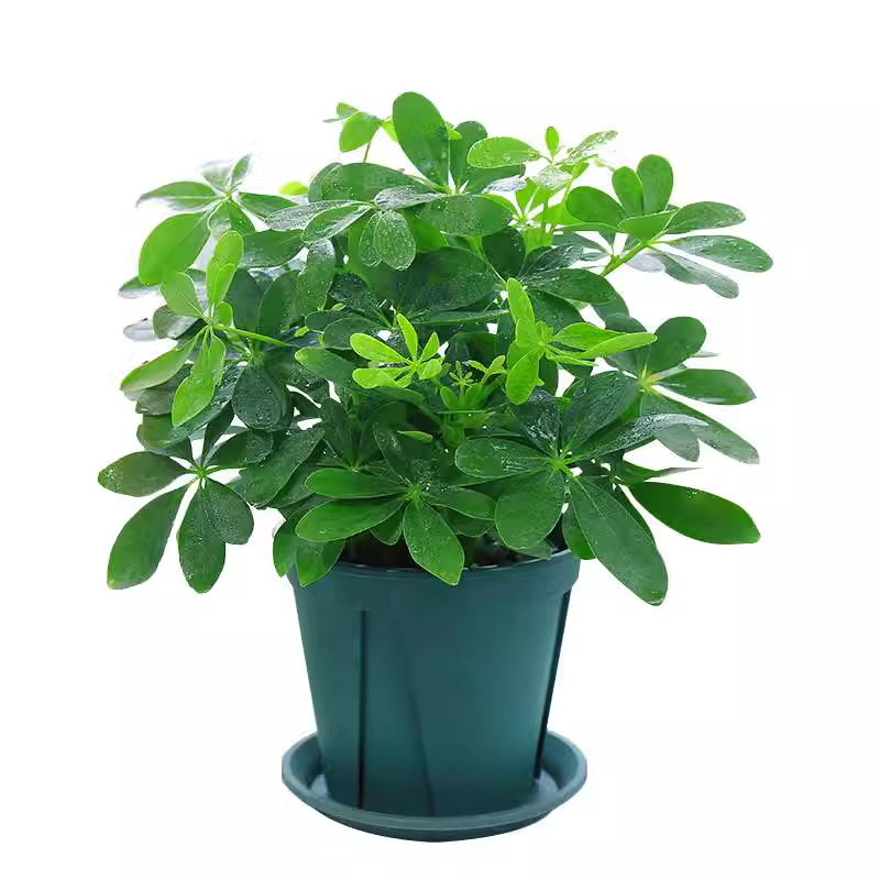 水培植物鸭脚木盆栽绿植八方来财七叶莲室内花卉苗吸甲醛净化空气