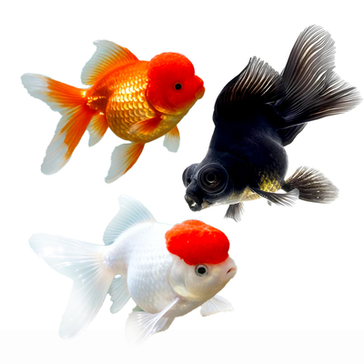 金鱼鸿运当头鹤顶红活体鱼苗冷水小鱼淡水好养国狮金鱼观赏活体鱼