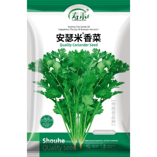 安瑟米香菜种子耐寒四季种植蔬菜秋冬籽种菜孑香菜籽儿速生种籽