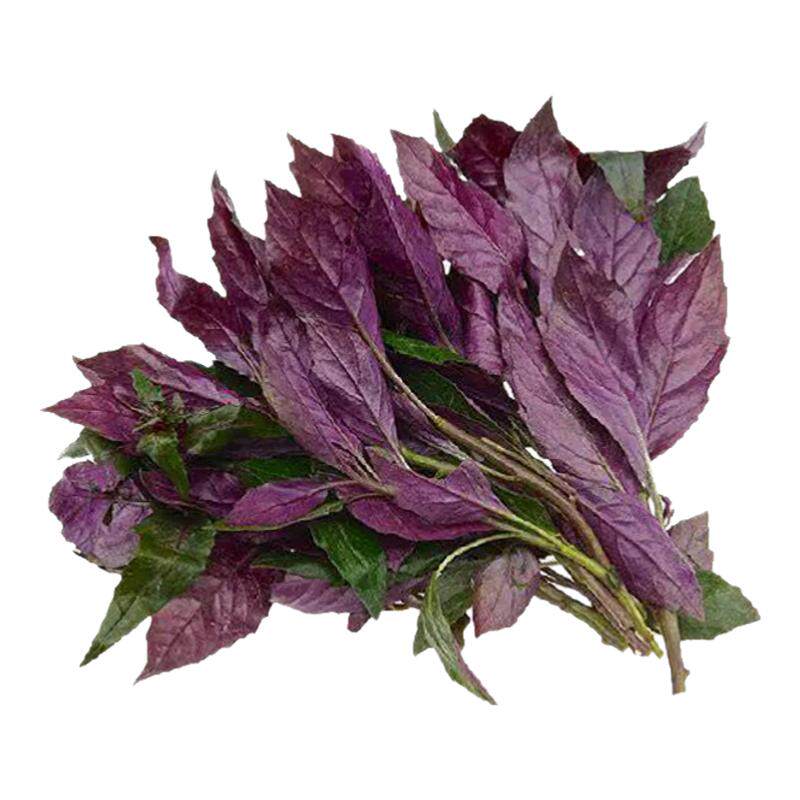 【沁蕊】新鲜观音菜 500g 红军菜 红背菜紫背天葵