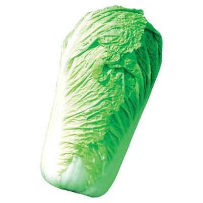 生长势较旺结球紧实耐贮藏